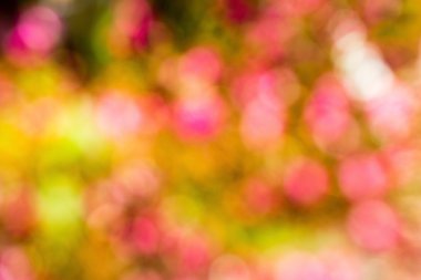 Pembe, sarı, yeşil ufuk bokeh arka plan
