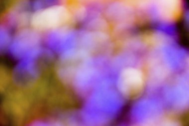 yeşil, mor, sarı ufuk bokeh arka plan