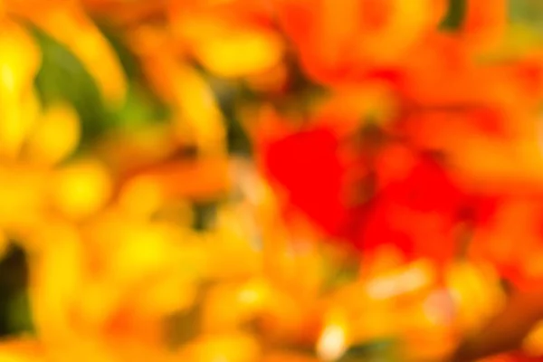 Красный, желтый, оранжевый, зеленый обезжиренные цветы боке в абстрактном фоне — стоковое фото