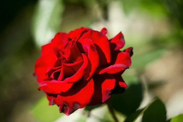 Wild red rose on a green background with bokeh selective focus — Stock Photo, Image