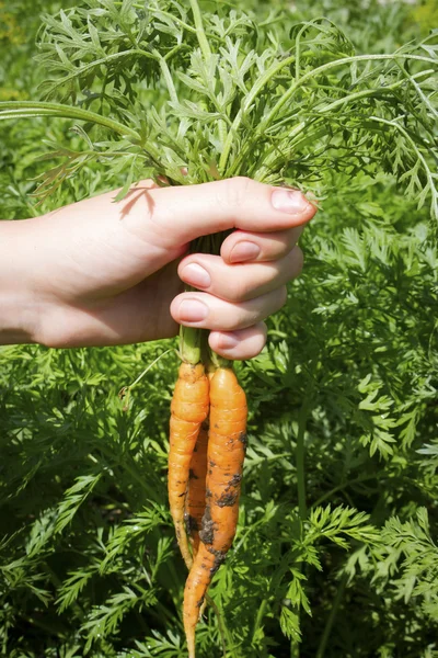 Fresh dug carrots in the hands of a farmer on the background of leaves selective focus — Stock Photo, Image