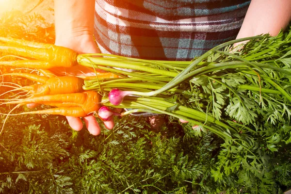 Farmer holding a crop of carrots and onions selective focus — Stock Photo, Image