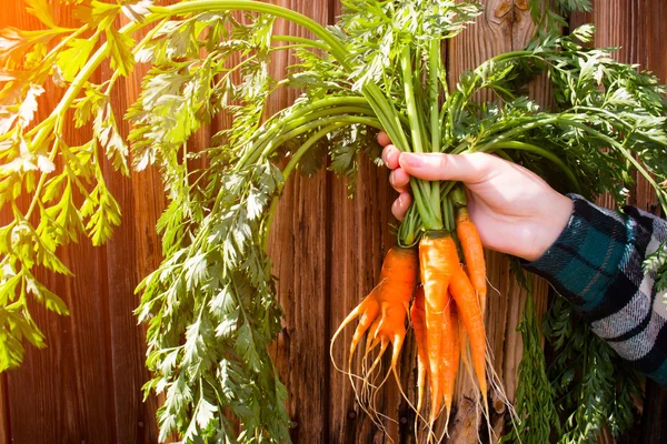 A new crop of carrots in the hands of a farmer on a wooden background selective focus — Stock Photo, Image