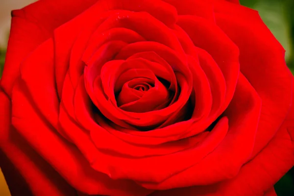 红玫瑰花瓣合拢 — 图库照片