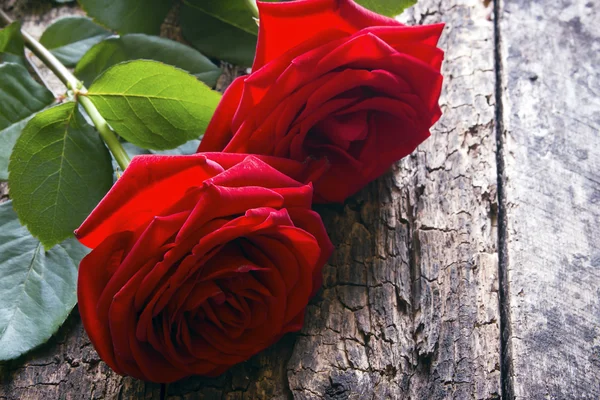 Dos rosas rojas sobre un fondo de madera —  Fotos de Stock