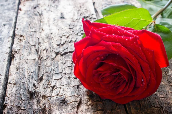 一个红色玫瑰特写木制背景与花瓣上的水珠 — 图库照片