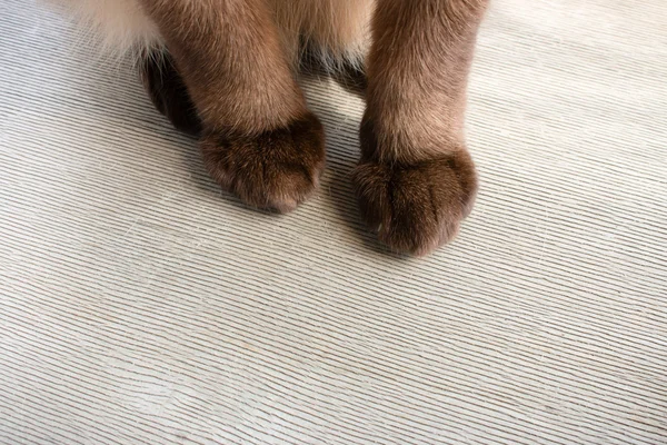 Pluizig kat poten op een houten achtergrond — Stockfoto