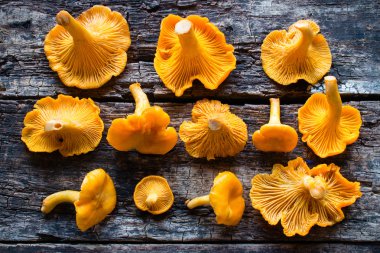 Ahşap arka plan üzerinde taze Cantharellus cibarius