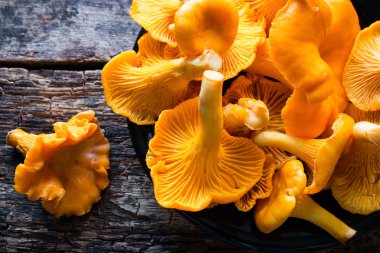 Siyah bir tabak içinde taze chanterelles