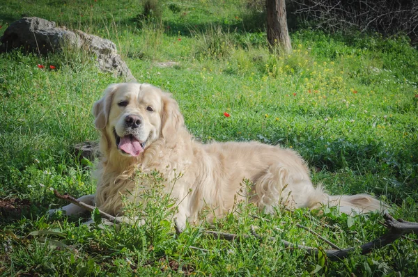 Golden retriever dog — Stock Photo, Image