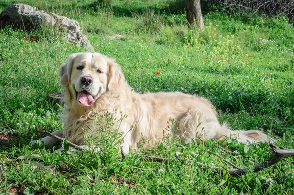 Dog sleeping — Stock Photo, Image