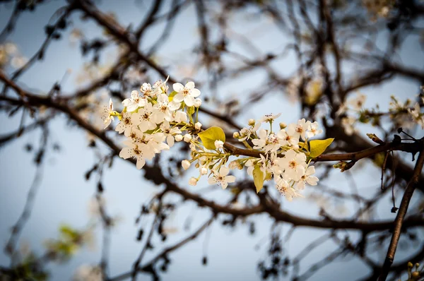 Almond drzewo kwiaty — Zdjęcie stockowe