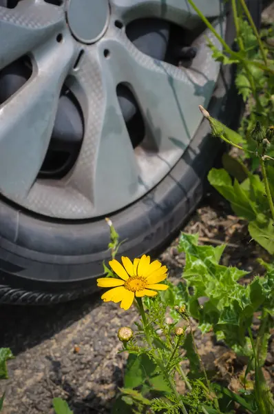 Tire flowers Stock Photos, Royalty Free Tire flowers Images | Depositphotos