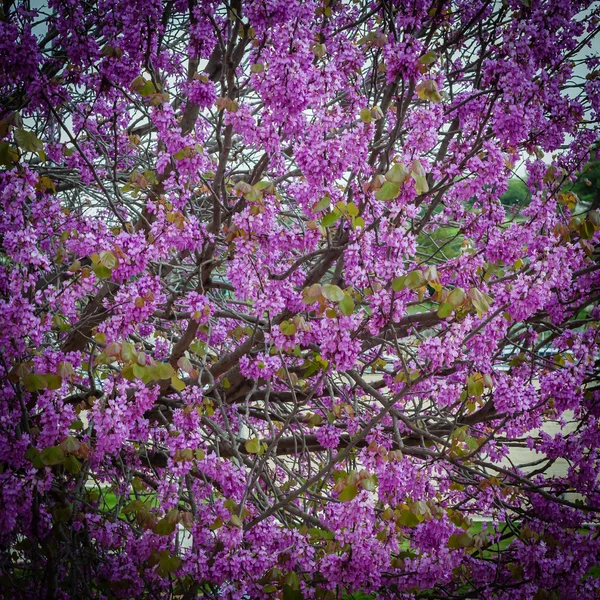 Drzewo fioletowy — Zdjęcie stockowe