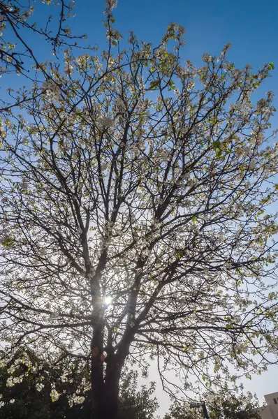 Blühender Baum — Stockfoto