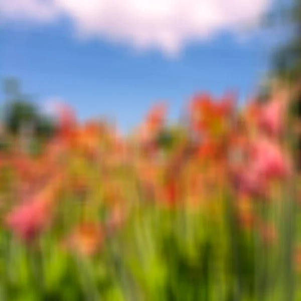 Wilde Bloemen Langs Weg Met Bokeh — Stockfoto