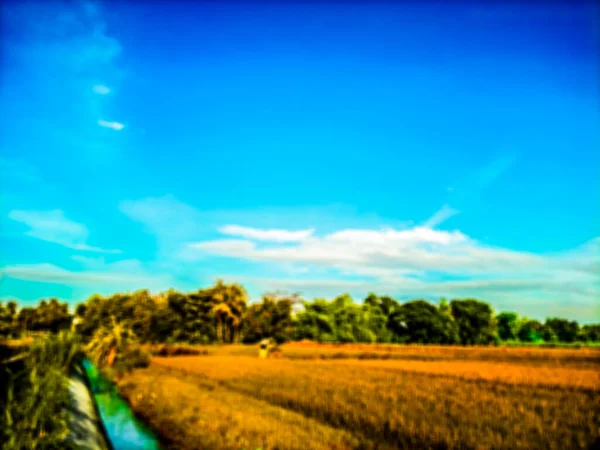 Blurry View Rice Fields Blue Sky — Fotografia de Stock