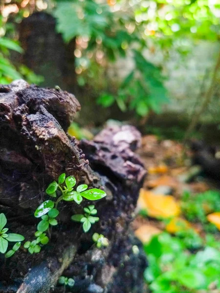 Penutupan Tampilan Alam Dari Latar Belakang Daun Hijau — Stok Foto