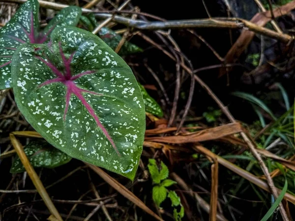 Primer Plano Vista Naturaleza Del Fondo Hoja Verde — Foto de Stock