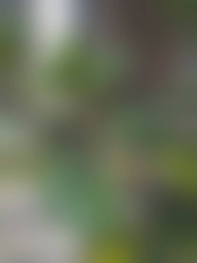 Doğal renklerde soyut bulanık gradyan ağ arkaplanı. Renkli pankart şablonu.