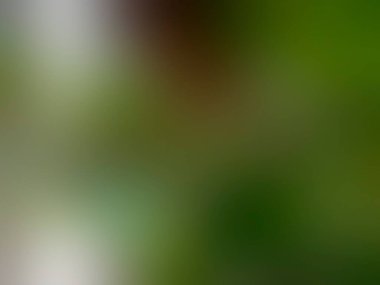 Doğal renklerde soyut bulanık gradyan ağ arkaplanı. Renkli pankart şablonu.