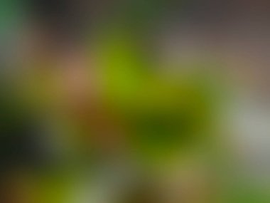 Doğal renklerde soyut bulanık gradyan ağ arkaplanı. Renkli pankart şablonu.