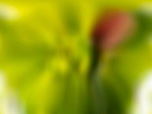 Abstracte Wazige Gradiënt Mesh Achtergrond Natuurlijke Kleur Kleurrijke Banner Sjabloon — Stockfoto