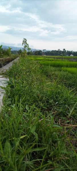 Atmosfera Tarde Local Incineração Lixo Borda Dos Campos Arroz — Fotografia de Stock