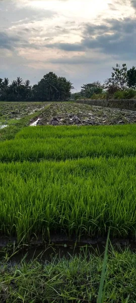 Atmosfera Tarde Local Incineração Lixo Borda Dos Campos Arroz — Fotografia de Stock