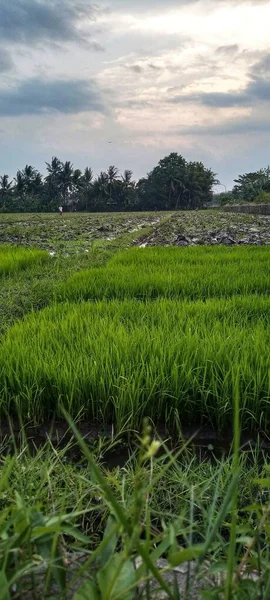 Atmósfera Por Tarde Sitio Incineración Basura Borde Los Campos Arroz —  Fotos de Stock