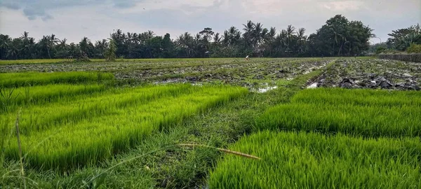 Atmosfera Tarde Local Incineração Lixo Borda Dos Campos Arroz — Fotografia de Stock