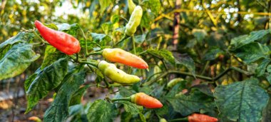 Öğleden sonra bahçede kırmızı biberin seçici odak fotoğrafı. Kırmızı biber hasat etmeye hazır.