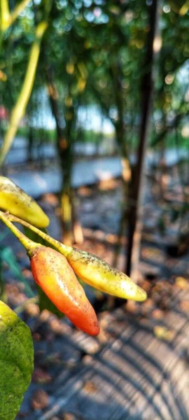 Selectieve Focusfoto Van Cayennepeper Tuin Middag Cayennepeper Die Klaar Oogsten — Stockfoto