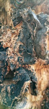 Bulanık arka planı olan eski ağaç dokusu. Çok egzotik bir ağaç dokusu. seçici odak