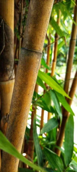Zeer Aantrekkelijke Gele Bamboe Klomp Tegen Een Bokeh Achtergrond Foto — Stockfoto