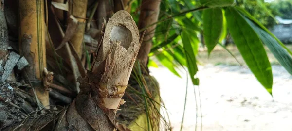 Πολύ Ελκυστικό Κίτρινο Μπαμπού Clump Bokeh Φόντο Φωτογραφία Για Ταπετσαρία — Φωτογραφία Αρχείου