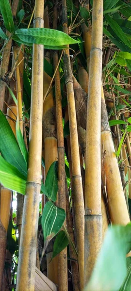 Mycket Attraktiv Gul Bambu Klump Mot Bokeh Bakgrund Foto För — Stockfoto