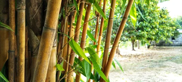 Muito Atraente Aglomerado Bambu Amarelo Contra Fundo Bokeh Foto Para — Fotografia de Stock