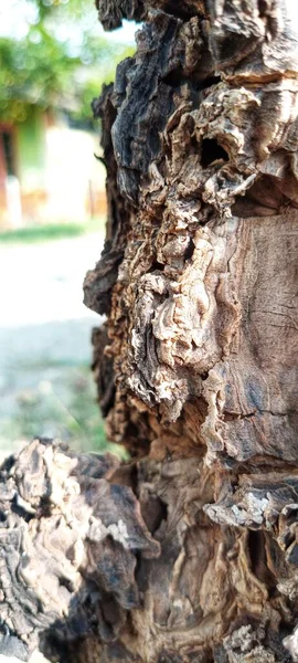 背景模糊的老树质感 非常奇异的古树质感 选择性重点 — 图库照片