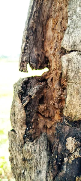 old tree texture with blurred background. very exotic old tree texture. selective focus