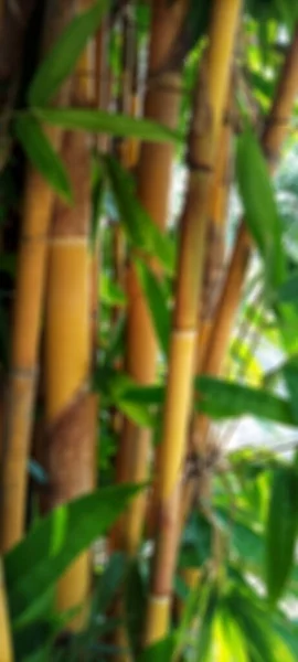 Defocused Abstract Backround Bamboo — Stock Photo, Image