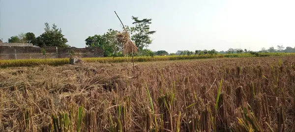 Feno Ardente Nos Campos Após Colheita — Fotografia de Stock