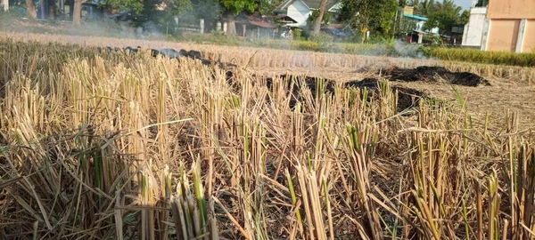 収穫後畑で干草を焼く — ストック写真