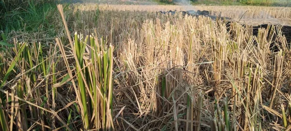 Жжение Сена Полях После Сбора Урожая — стоковое фото