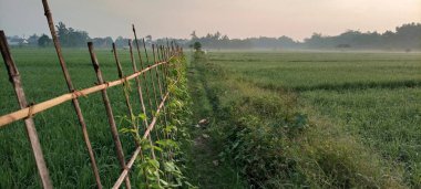 Bantul, Yogyakarta 'daki pirinç tarlalarında güneş doğuyor.