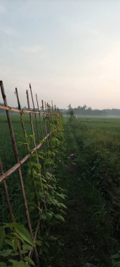 Bantul, Yogyakarta 'daki pirinç tarlalarında güneş doğuyor.
