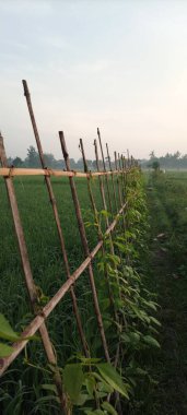 Bantul, Yogyakarta 'daki pirinç tarlalarında güneş doğuyor.