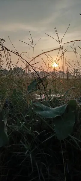 Восход Солнца Рисовых Полях Бантуле Джокьякарта — стоковое фото