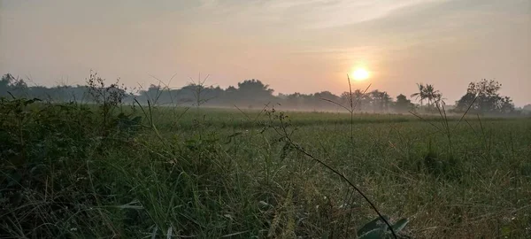 Solig Atmosfär Soluppgång Risfälten Bantul Yogyakarta — Stockfoto