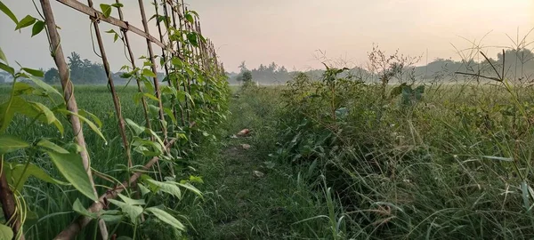 Słoneczna Atmosfera Wschód Słońca Polach Ryżowych Bantul Yogyakarta — Zdjęcie stockowe